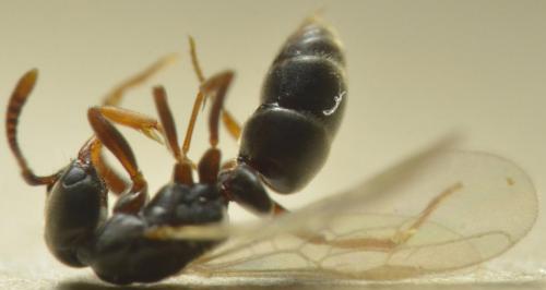 Hypoponera eduardi